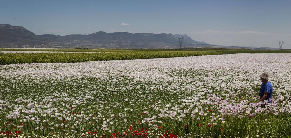 Del campo a las farmacias: la adormidera florece en La Rioja