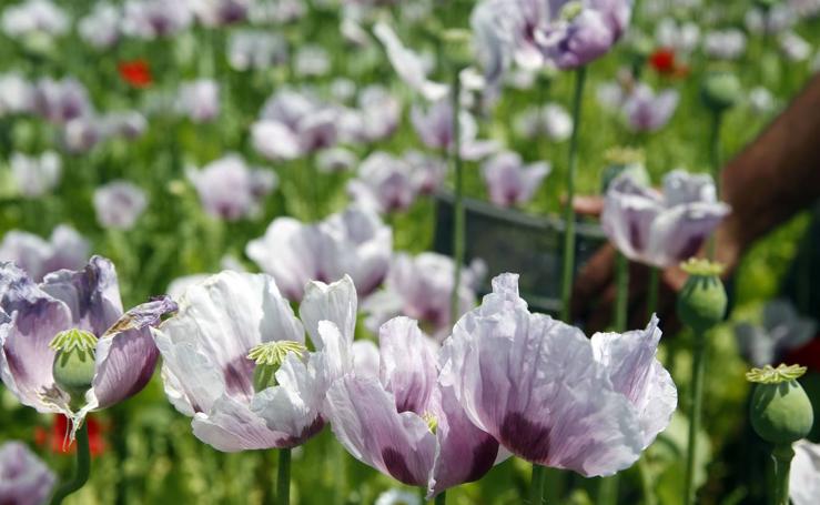 Del campo a las farmacias: la adormidera florece en La Rioja