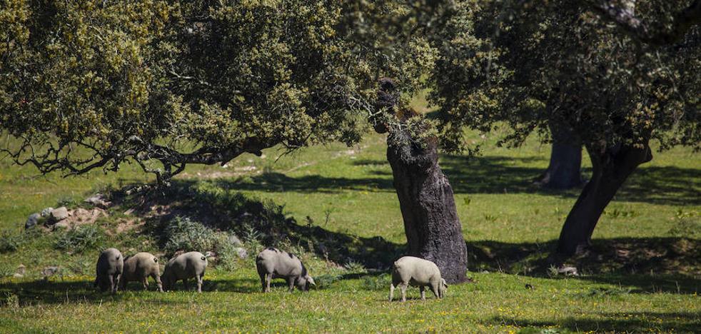 En busca de una cura para la dehesa que salve al jamón ibérico