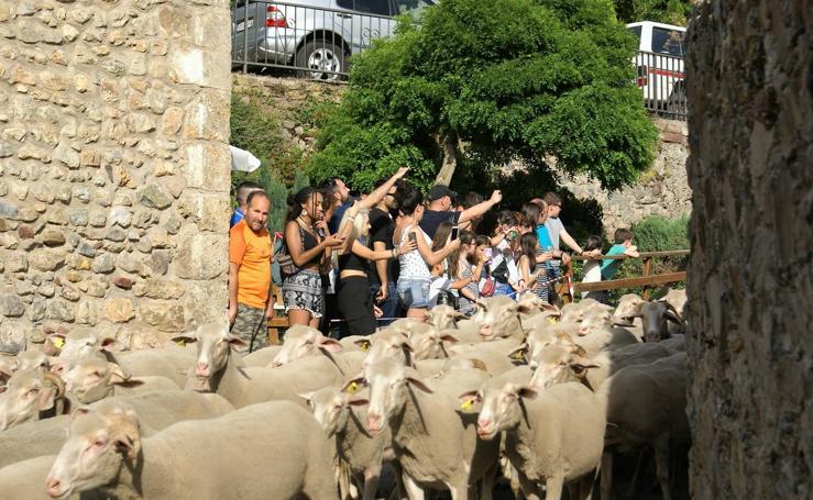 Brieva celebra la Fiesta de la Trashumancia