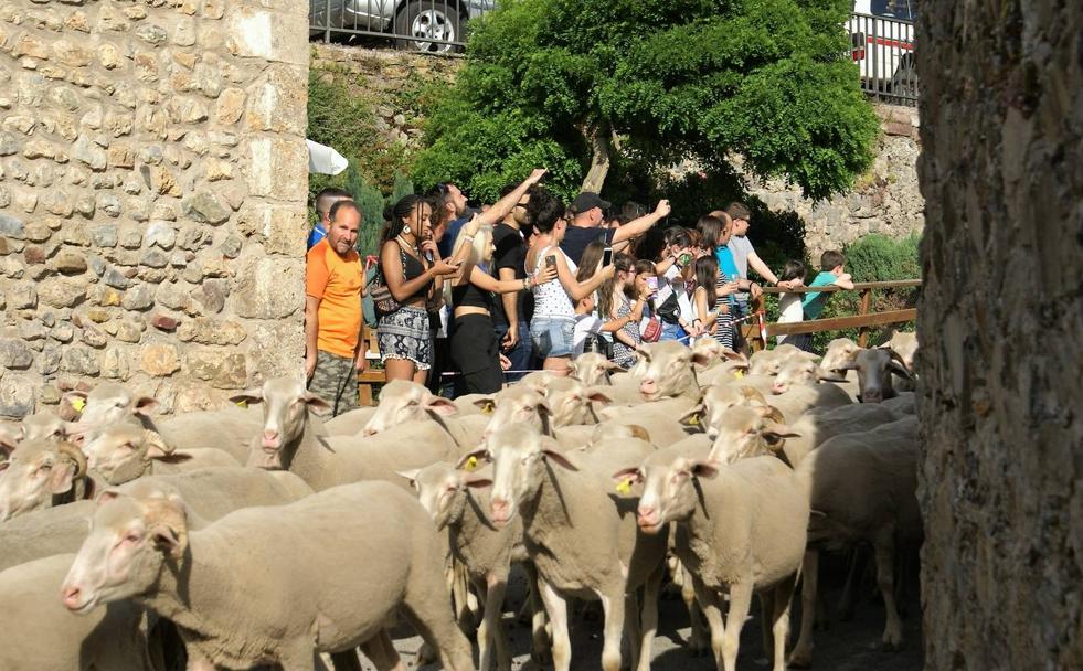 Llegan los pastores de Extremadura