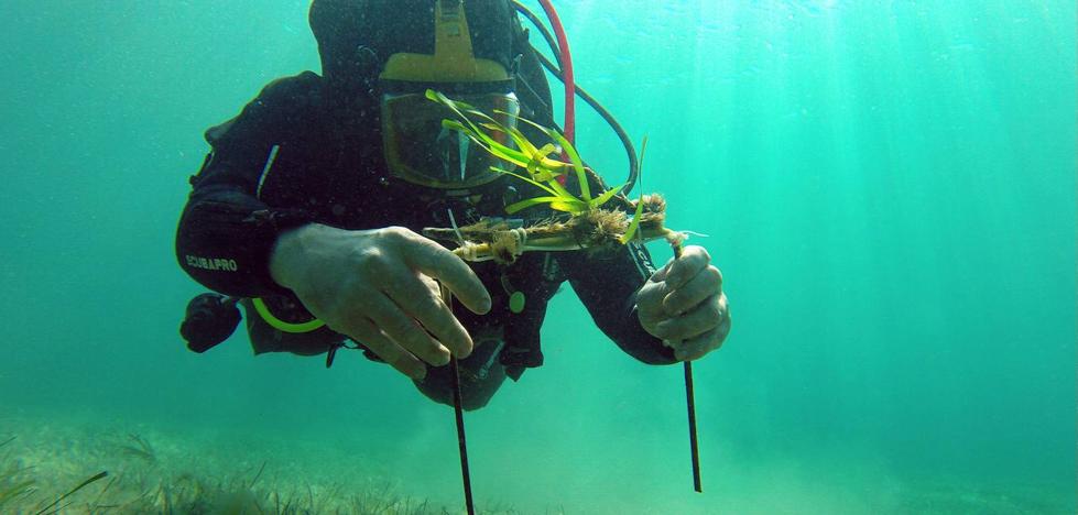 El milagroso bosque submarino de la posidonia