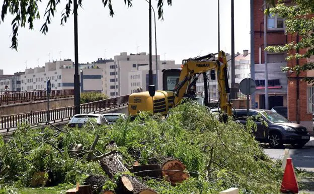 Zúñiga asegura que la tala de árboles en Logroño «viene del anterior equipo de Gobierno»