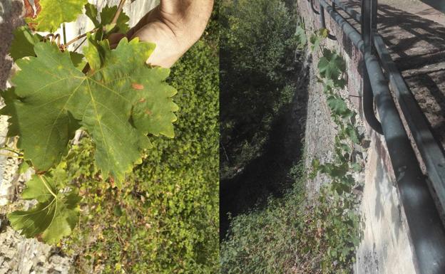 Hallan una vid de la singular variedad Legiruela en el Monasterio de Valvanera