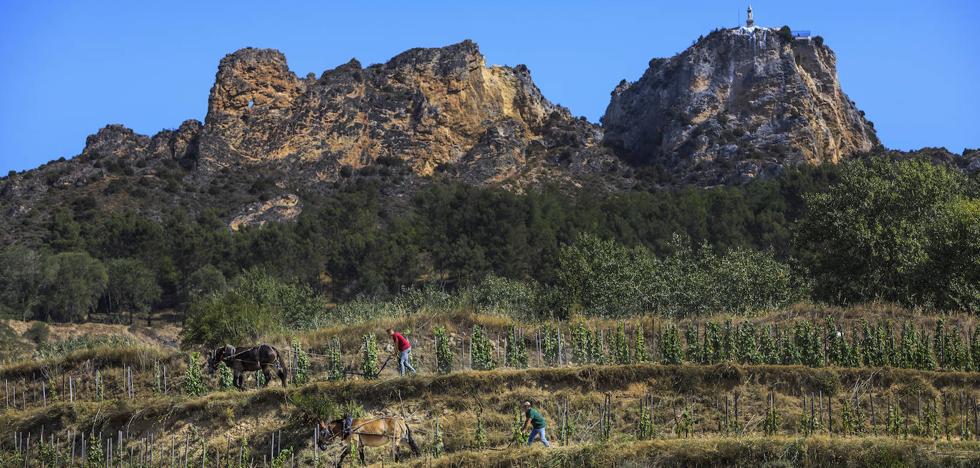 Vino a paso de mula