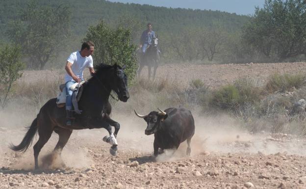 Vacas, campo a través en Valverde