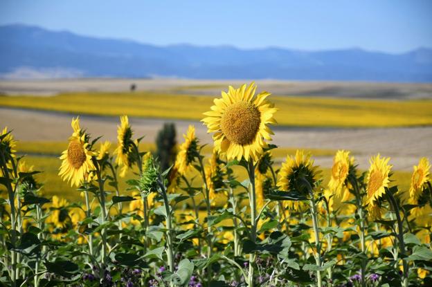 El girasol quiere volver a florecer