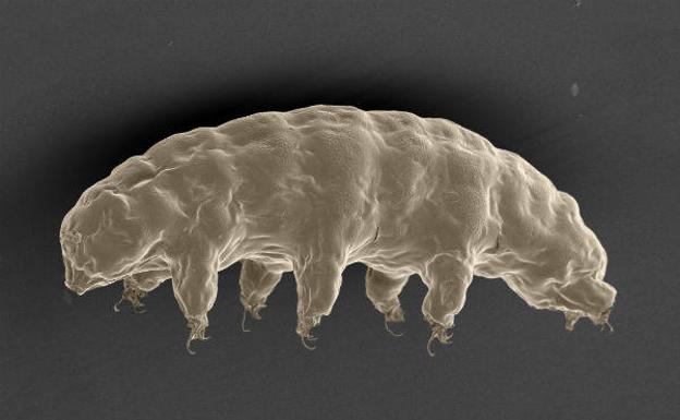 La Luna podría albergar una colonia de tardígrados «indestructibles»