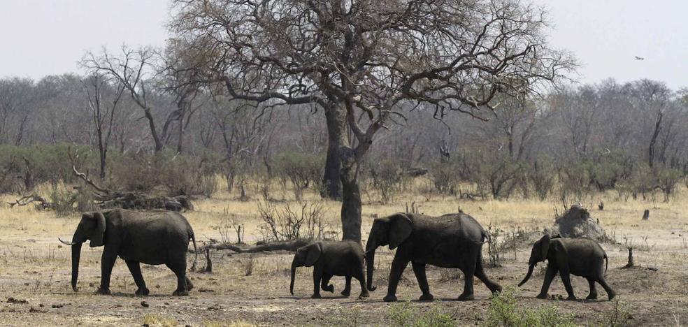 Un puñado de medidas para evitar una extinción masiva de especies