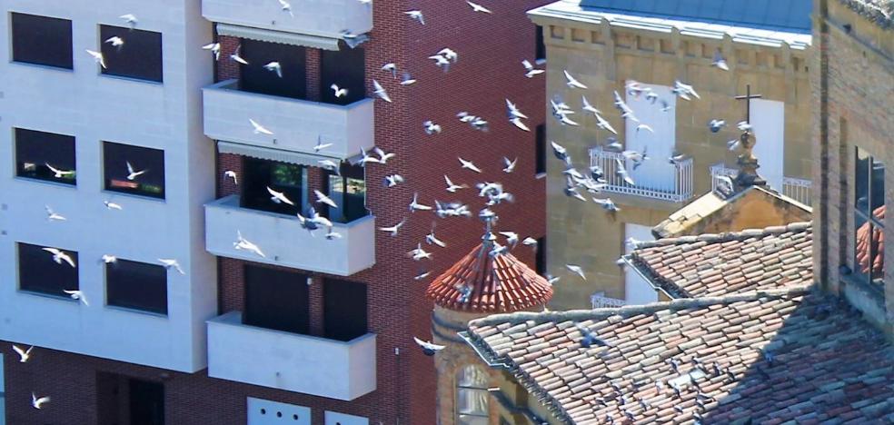 La superpoblación de palomas amenaza los tejados de la basílica de la Vega