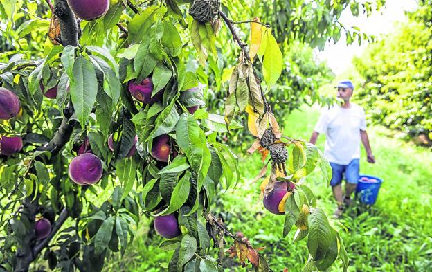 La fruta de hueso no es un caramelo