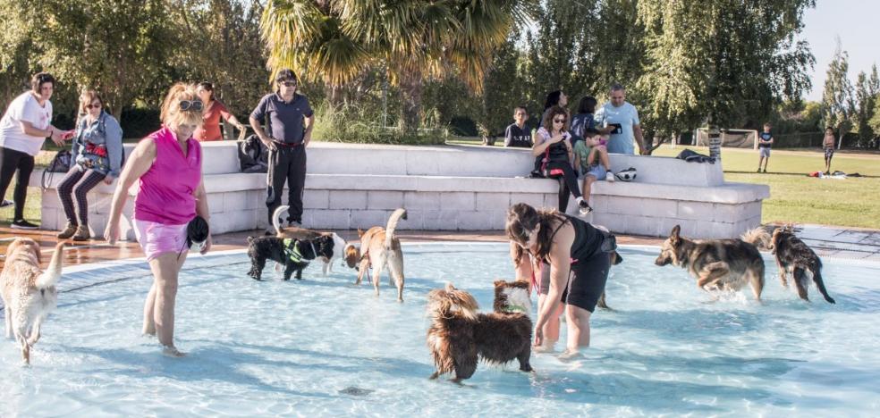 Un día de perros en las piscinas