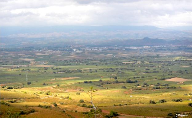 Dehesa de Navarrete, una isla de bosque entre un mar de viñedos