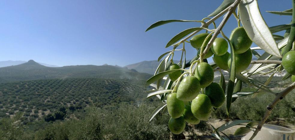 Los aranceles de Trump afectan al vino, aceite, cerdo, queso y cítricos