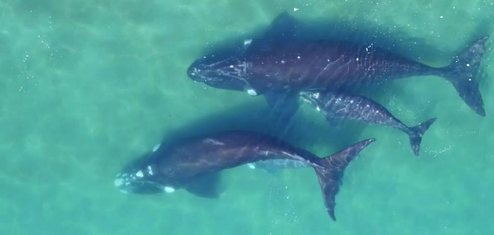 Ballena, sonría por favor