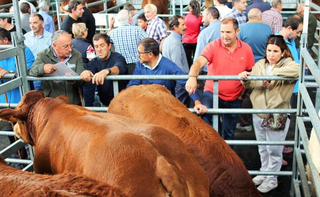 Toros y vacas de primera en Villoslada