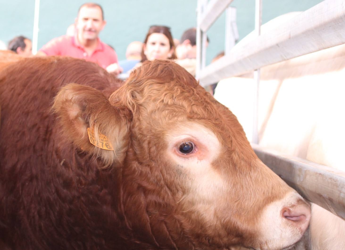 Feria de Ganado de Villoslada