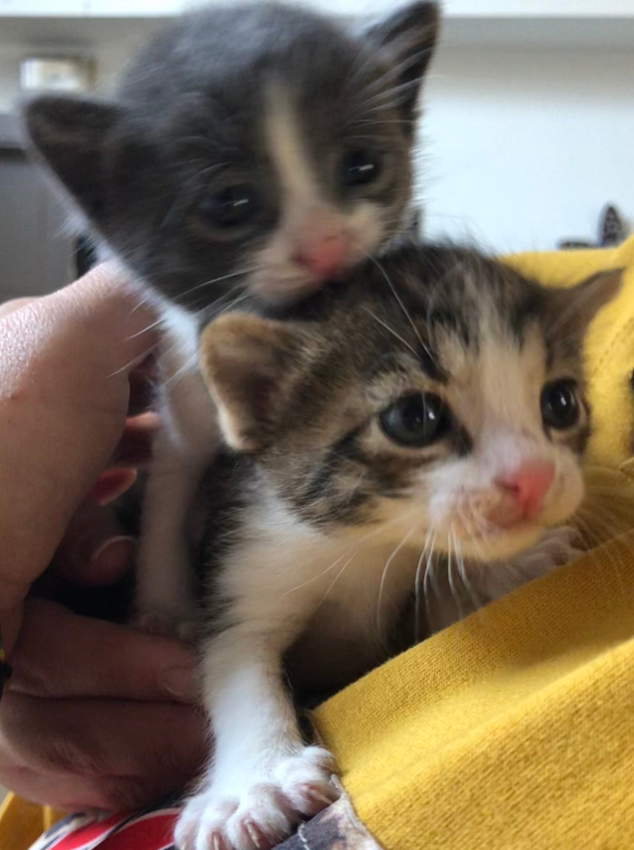 Aparece una camada de gatos entre contenedores en Villamediana