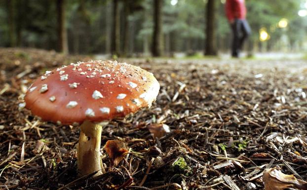 Tres personas trasladadas al hospital por intoxicación por setas