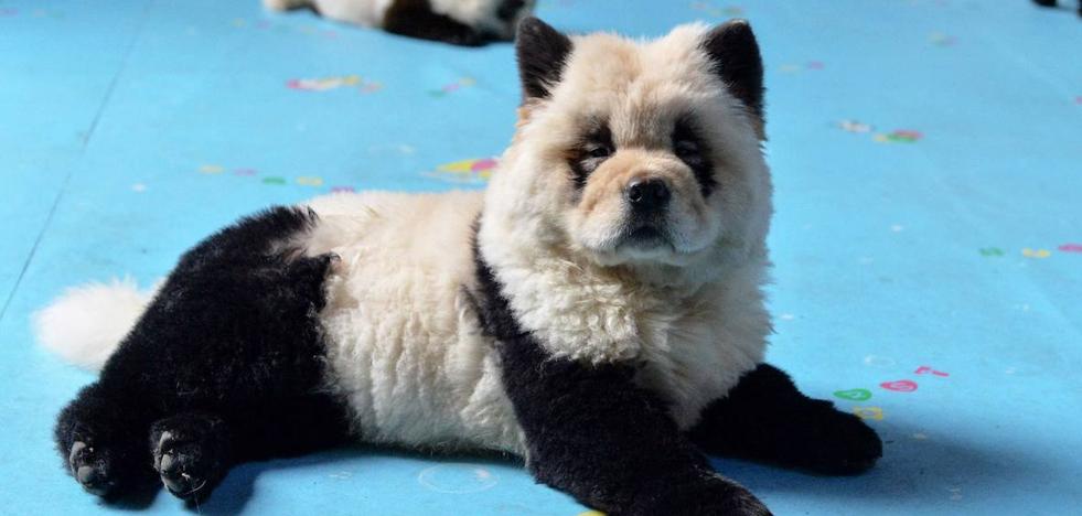 Los 'perros panda' de una cafetería china avivan la polémica sobre el maltrato animal