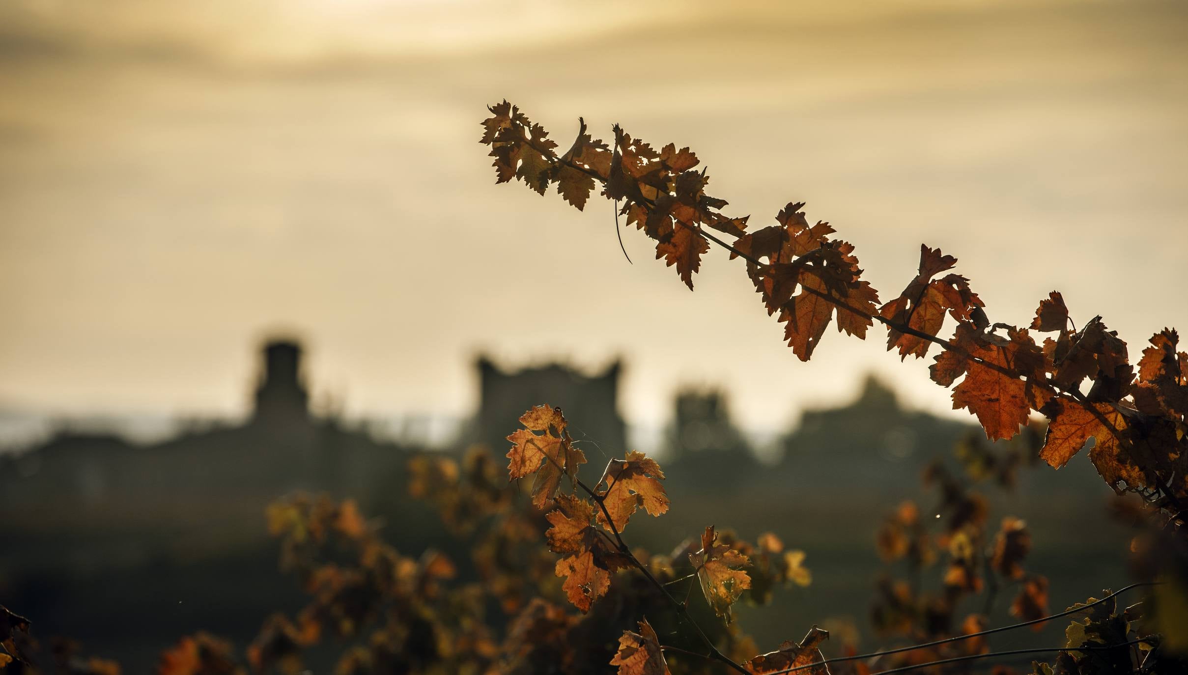 Así lucen las viñas riojanas en otoño