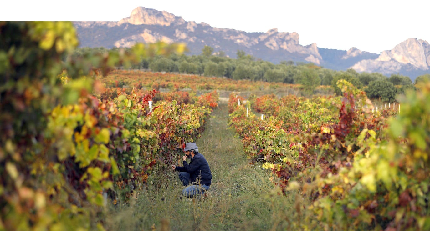El viñedo vira al otoño