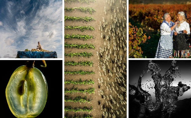 'Agropastoralismo en la viña', imagen ganadora del Concurso Internacional de Fotografía sobre Vino