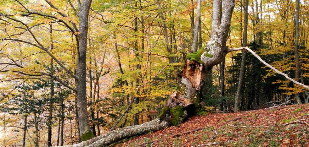 El bosque de Artaso, una desconocida joya botánica en Ojacastro