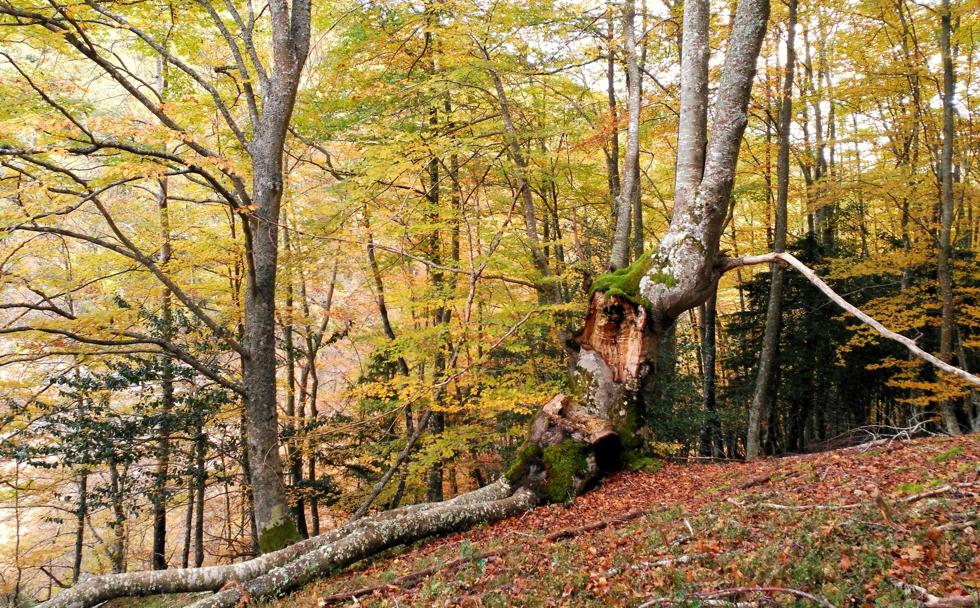 El bosque de Artaso, una desconocida joya botánica en Ojacastro