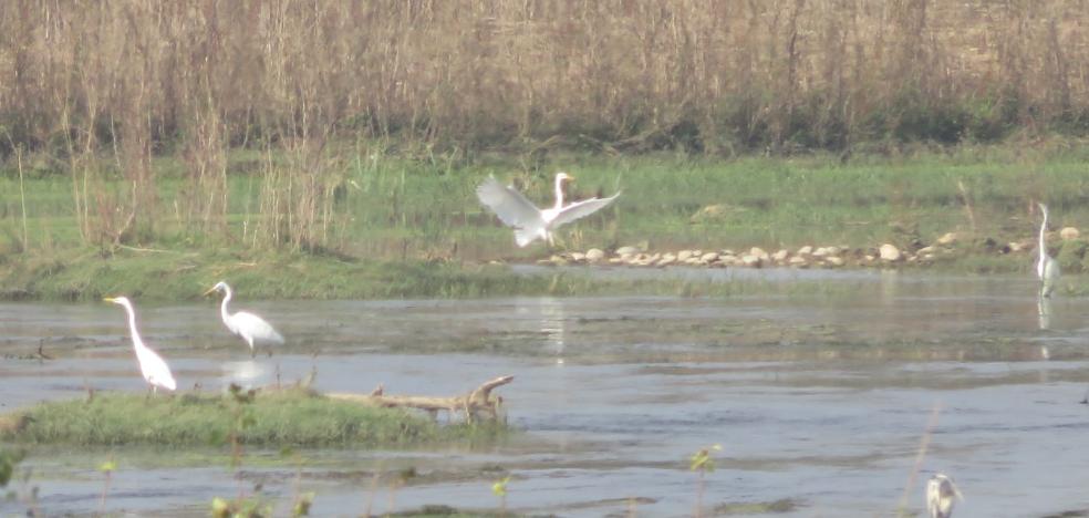 Primeros pasos para controlar las crecidas del Ebro