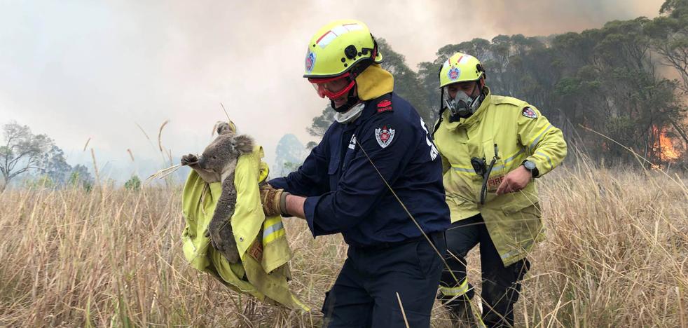 Los koalas luchan por su vida en los incendios de Australia