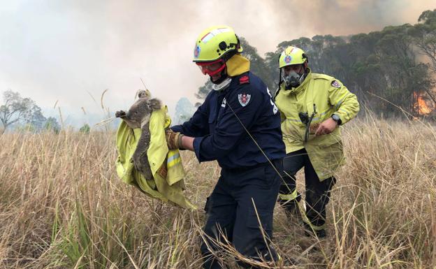 Los koalas luchan por su vida en los incendios de Australia