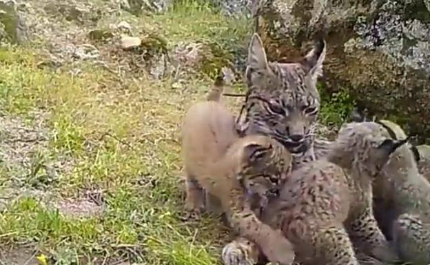 Denunciado un cazador por matar a una hembra de lince ibérico de un disparo  