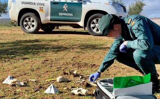 Doce investigados en Badajoz por la muerte de 46 perros