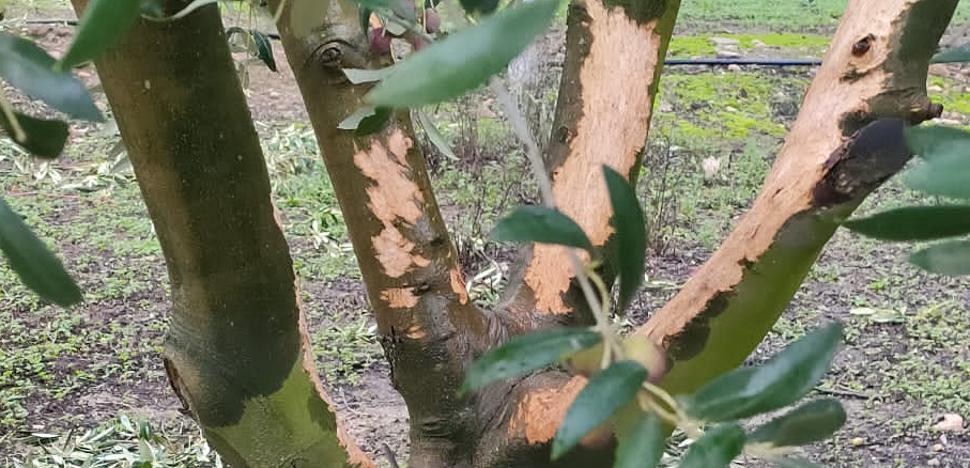 «Esto es una plaga. El campo está arrasado»