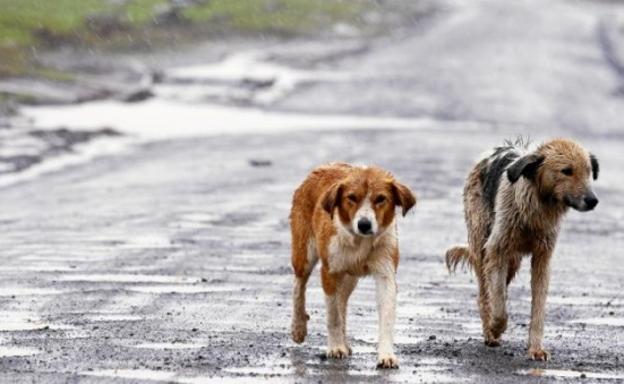 Ecologistas en Acción denuncia que cada cinco minutos tres animales son abandonados