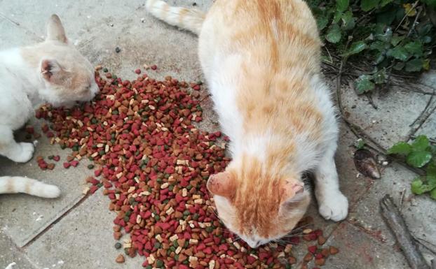 Recogen firmas para evitar la cruzada sonserrana contra los gatos callejeros