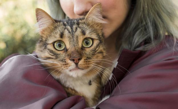 Cinco ventajas saludables de tener un gato