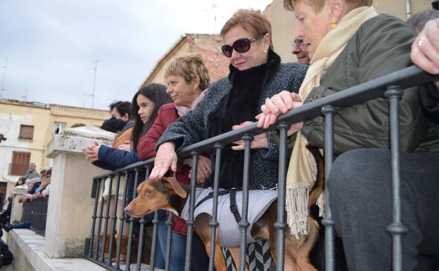 Calahorra celebra el fin de semana los actos por San Antón, el patrón de los animales