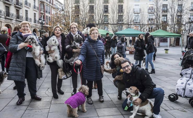 Bendición de los animales en Logroño en el día de San Antón