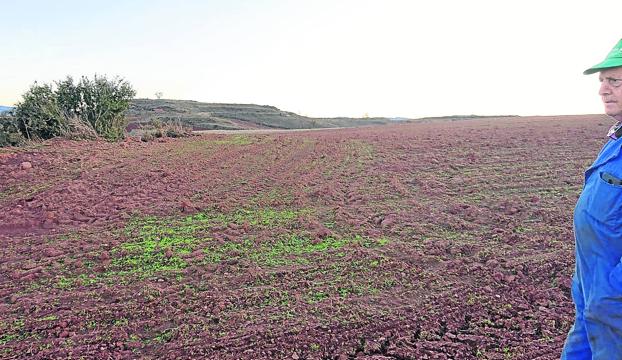 La superpoblación de fauna pone en jaque al campo riojano ante la llegada de la primavera