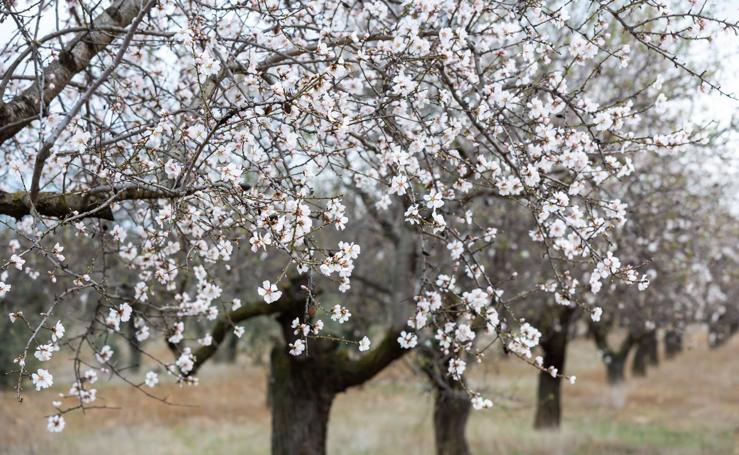 Los almendros riojanos lucen sus mejores tonos