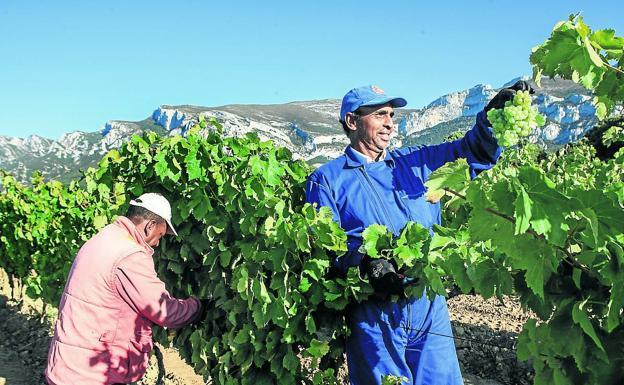 El PNV justifica romper con la Denominación Rioja «porque la controlan grandes bodegas»