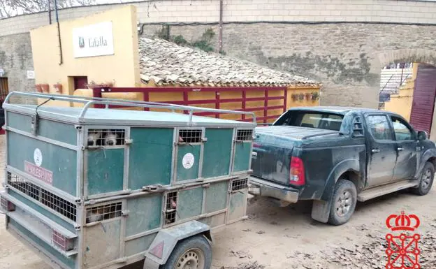 Detenido en Olite un cazador riojano que conducía drogado y con 13 perros sin regularizar