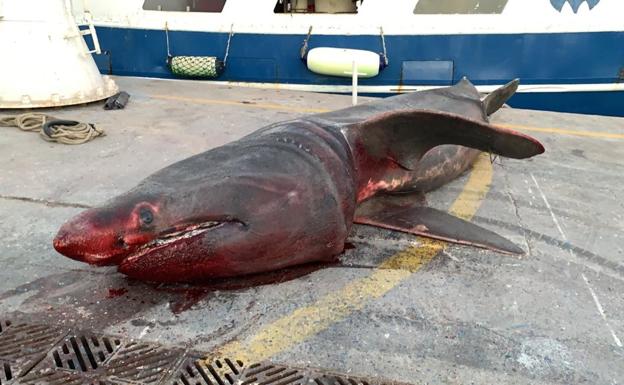 Una barca de arrastre pesca un tiburón peregrino de siete metros en aguas de Tarragona