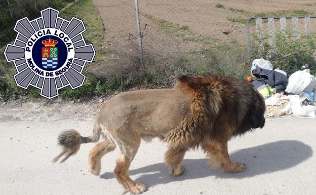 Un perro rapado para parecer un león despierta la alarma en Murcia