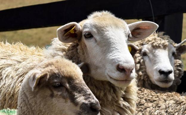 UPA Rioja pide al Gobierno regional que se considere a los ganaderos en «situación de fuerza mayor»