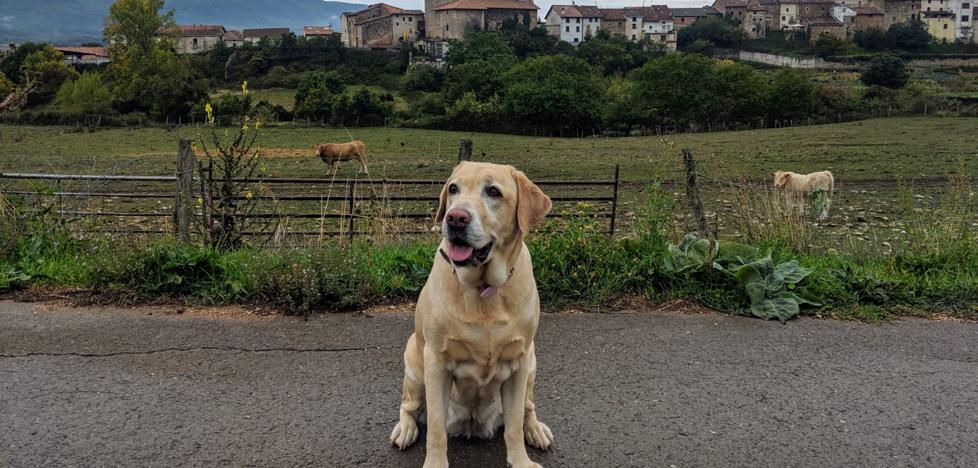 Tu perro durante el estado de alarma: permisos, abusos y restricciones