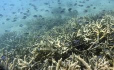 Nuevo blanqueo masivo de corales en la Gran Barrera de Arrecifes de Australia
