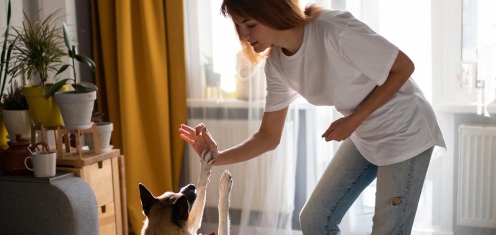 Juegos para mantener a las mascotas activas sin salir de casa